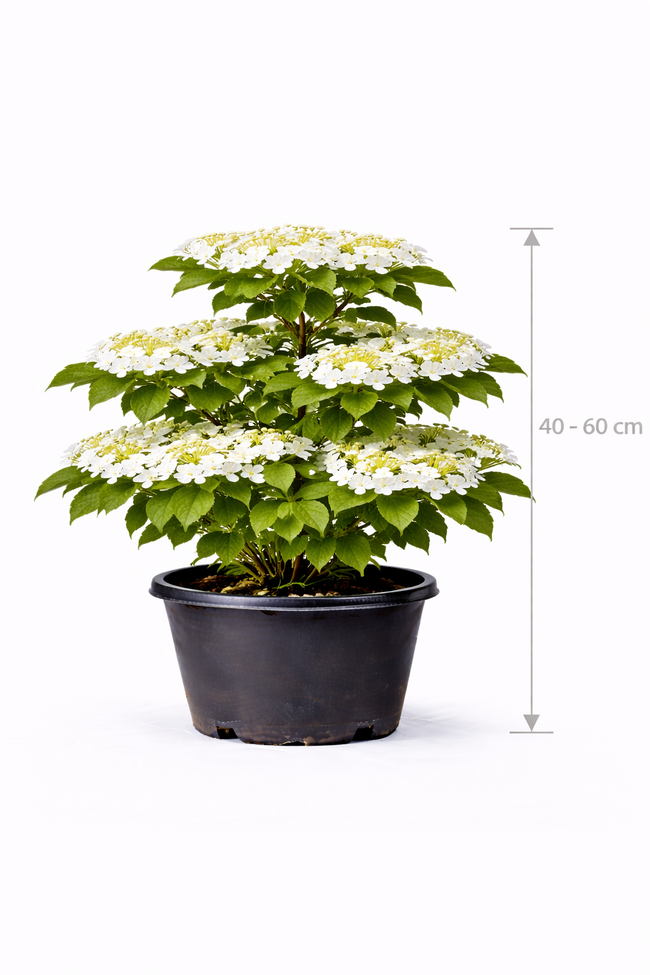 Viburnum plic. 'Mariesii' 40 - 60