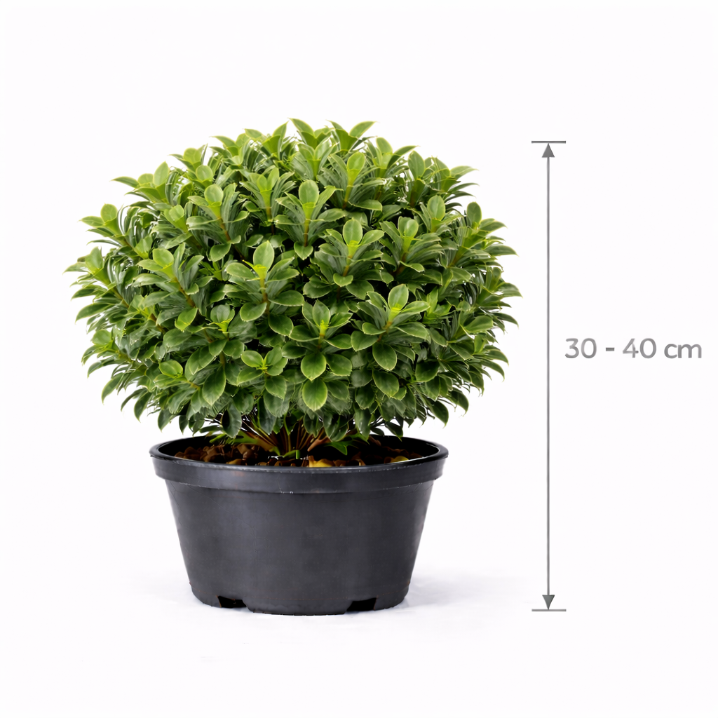 Pittosporum tobira 30 - 40