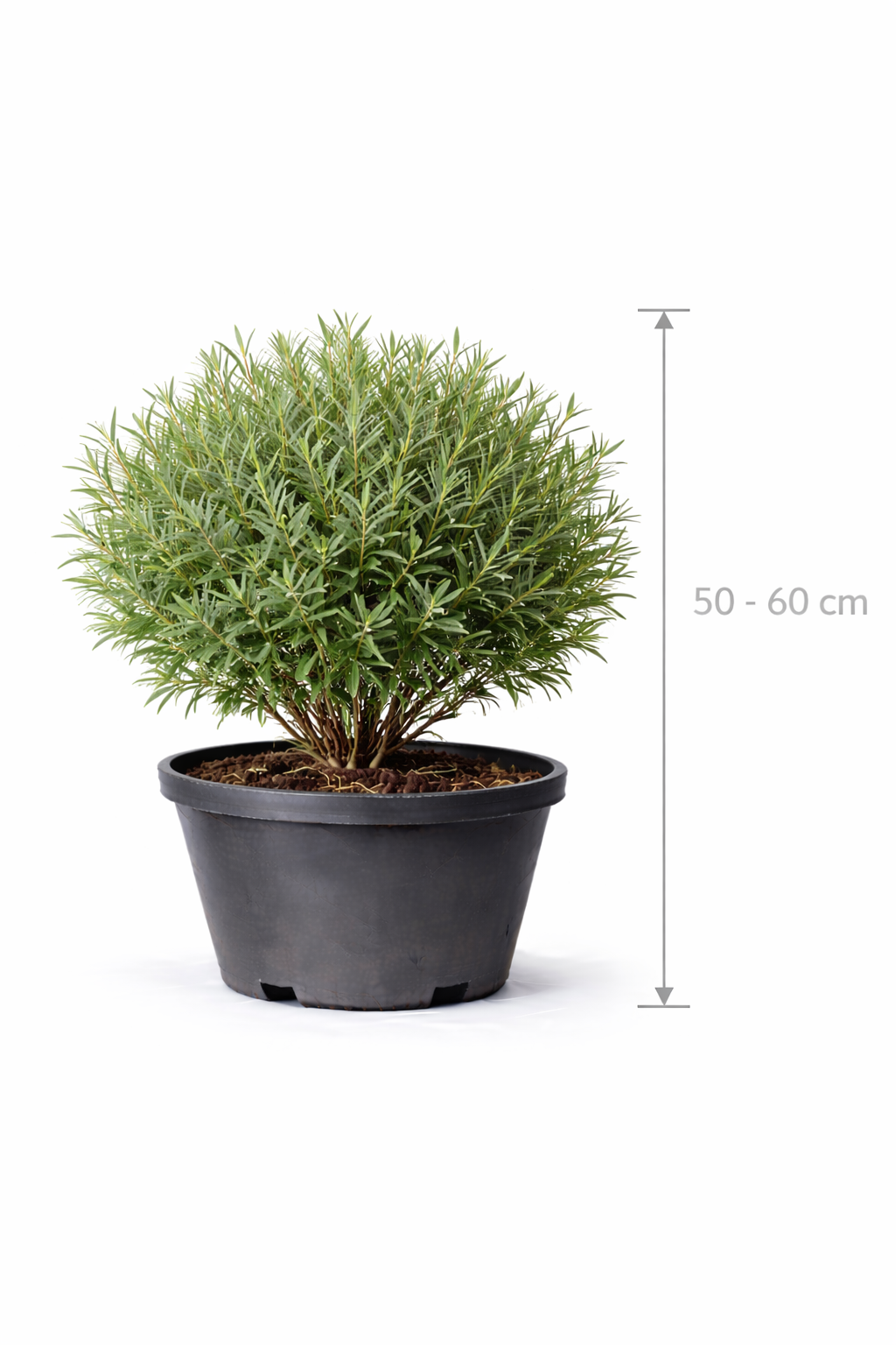Salix purp. 'Nana' 50 - 60