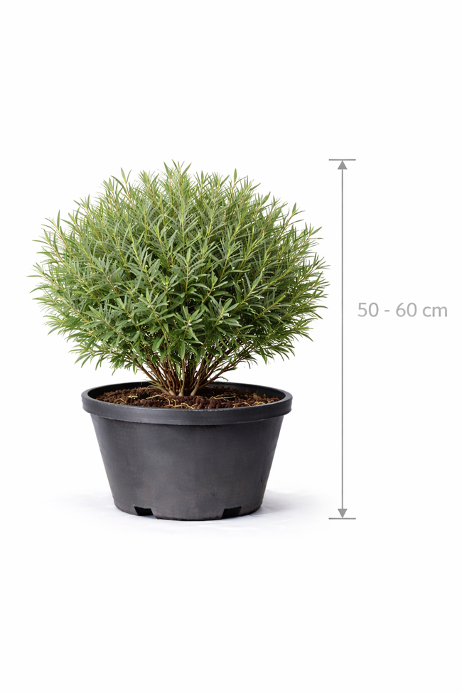 Salix purp. 'Nana' 50 - 60