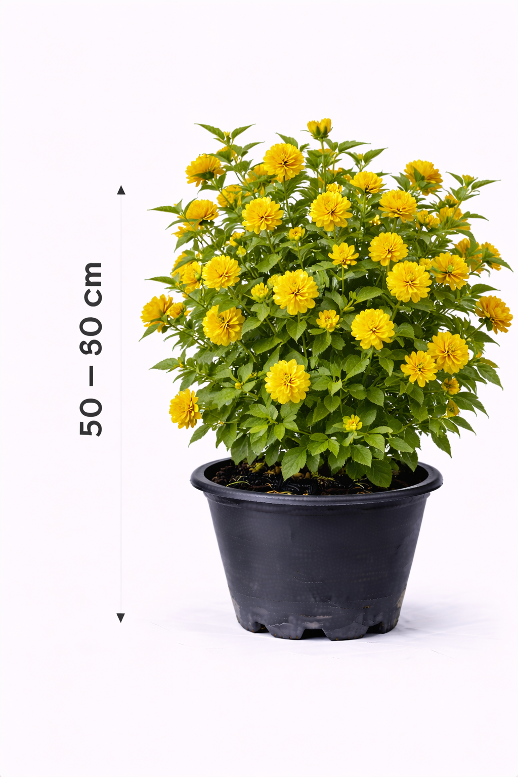 Kerria jap. 'Pleniflora' 50 - 60 c6.5