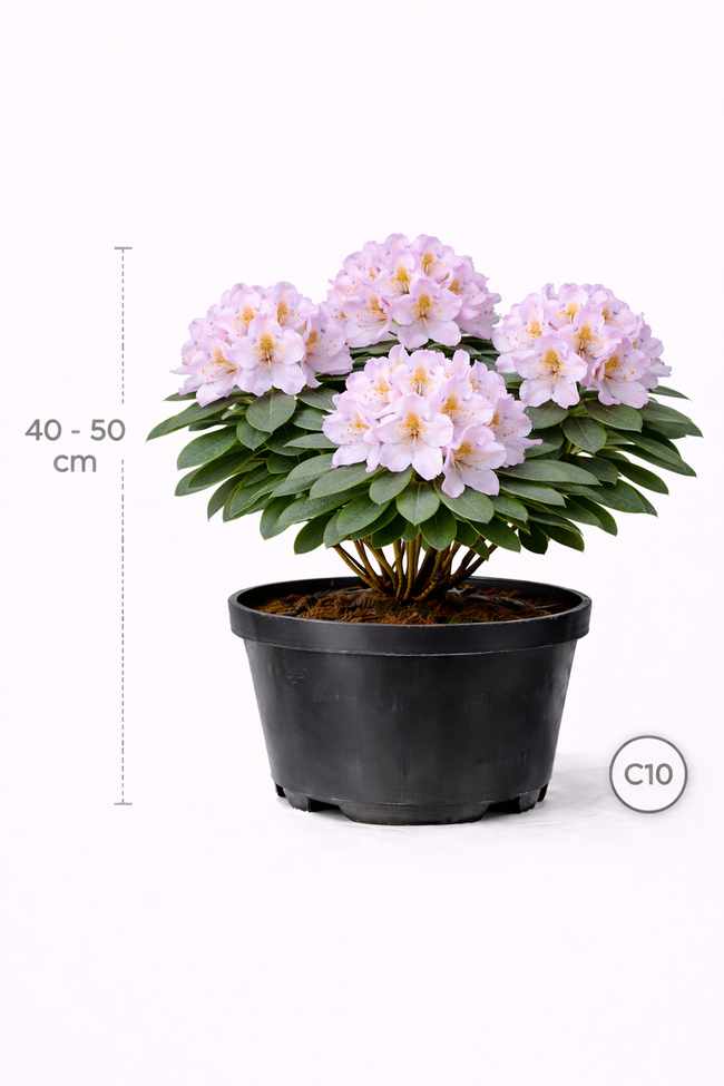 Rhodo (hybr.) 'Eucharitis' 40 - 50 C4
