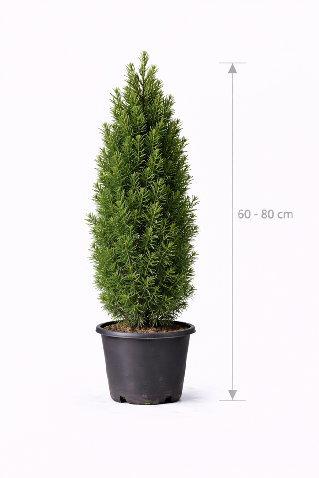 Taxus baccata 'Fast. Robusta' 60 - 80 C5