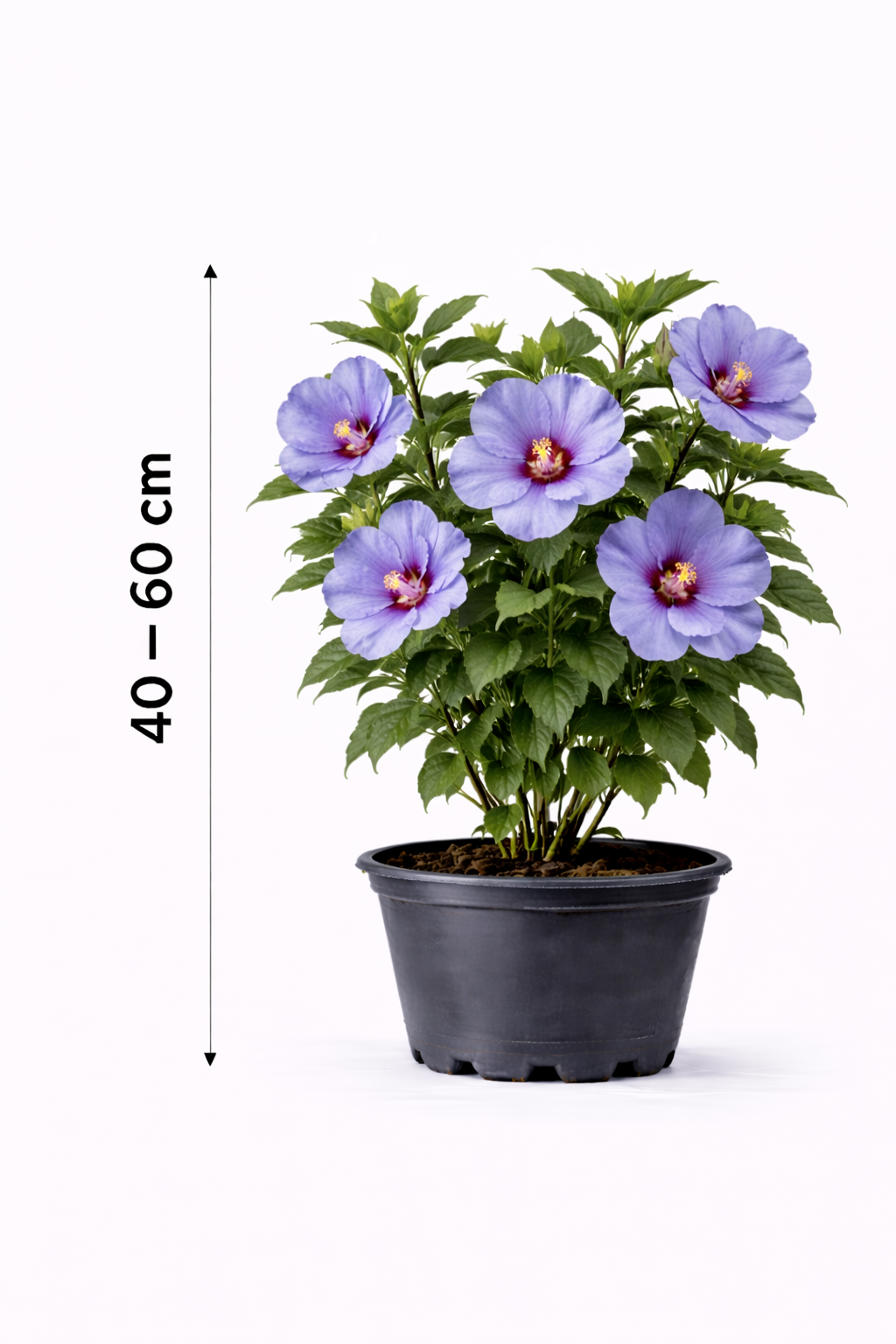 Hibiscus syr. 'Marina' 40 - 60