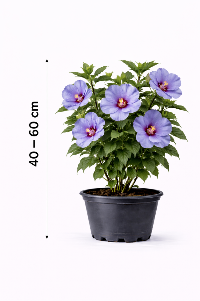 Hibiscus syr. 'Marina' 40 - 60