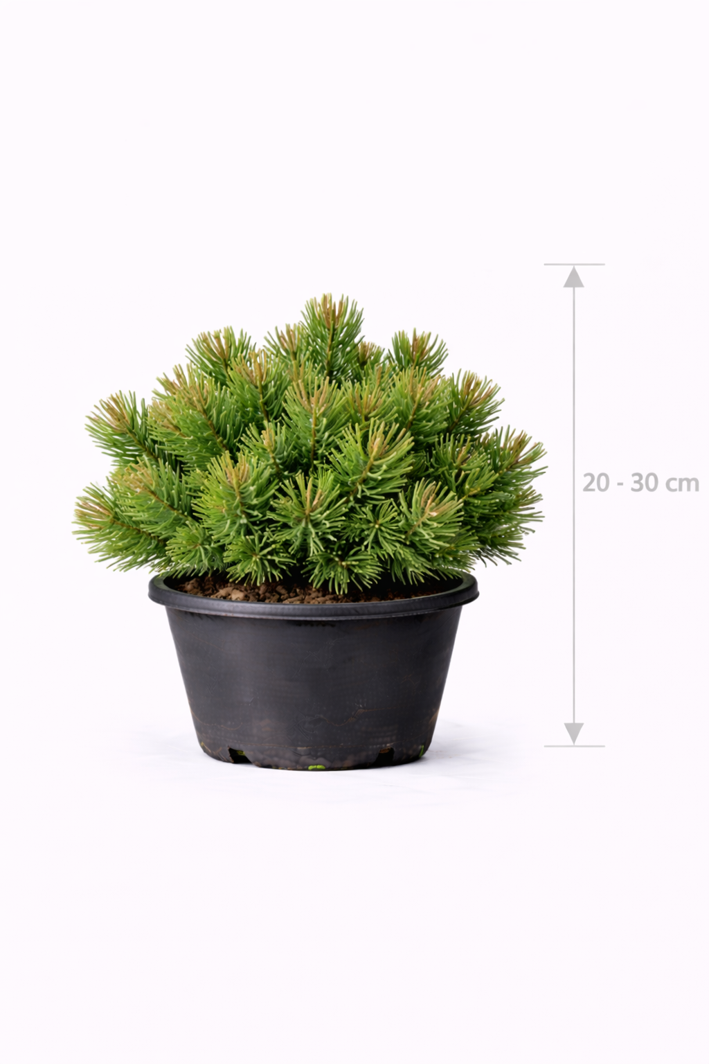Pinus mugo 'Mugo' 20 - 30