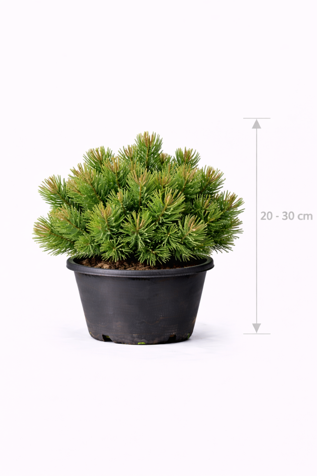 Pinus mugo 'Mugo' 20 - 30