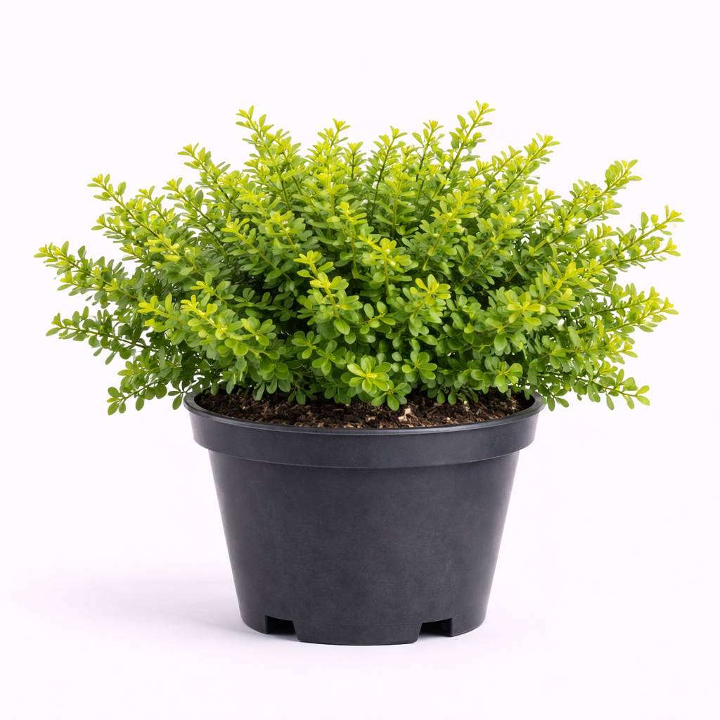 Berberis thunb. 'Green Carpet' 25 - 30