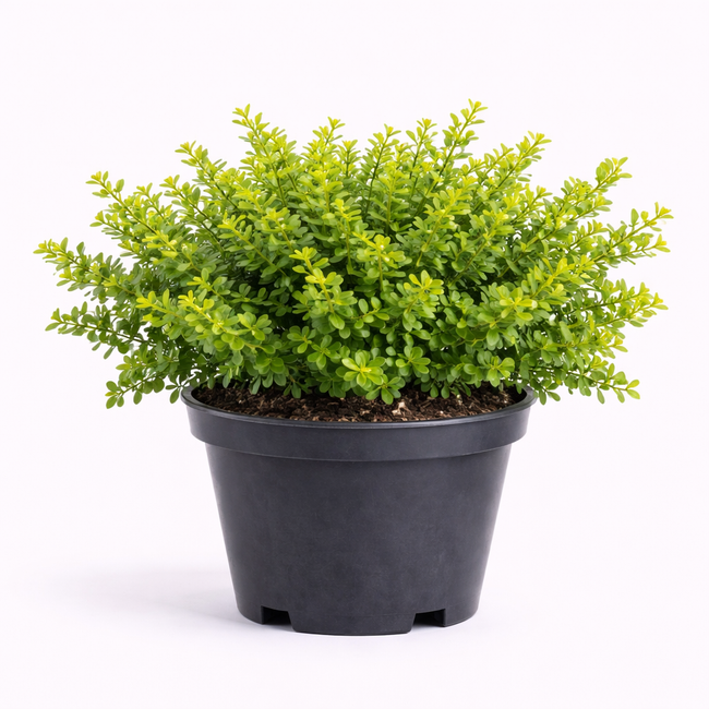 Berberis thunb. 'Green Carpet' 25 - 30