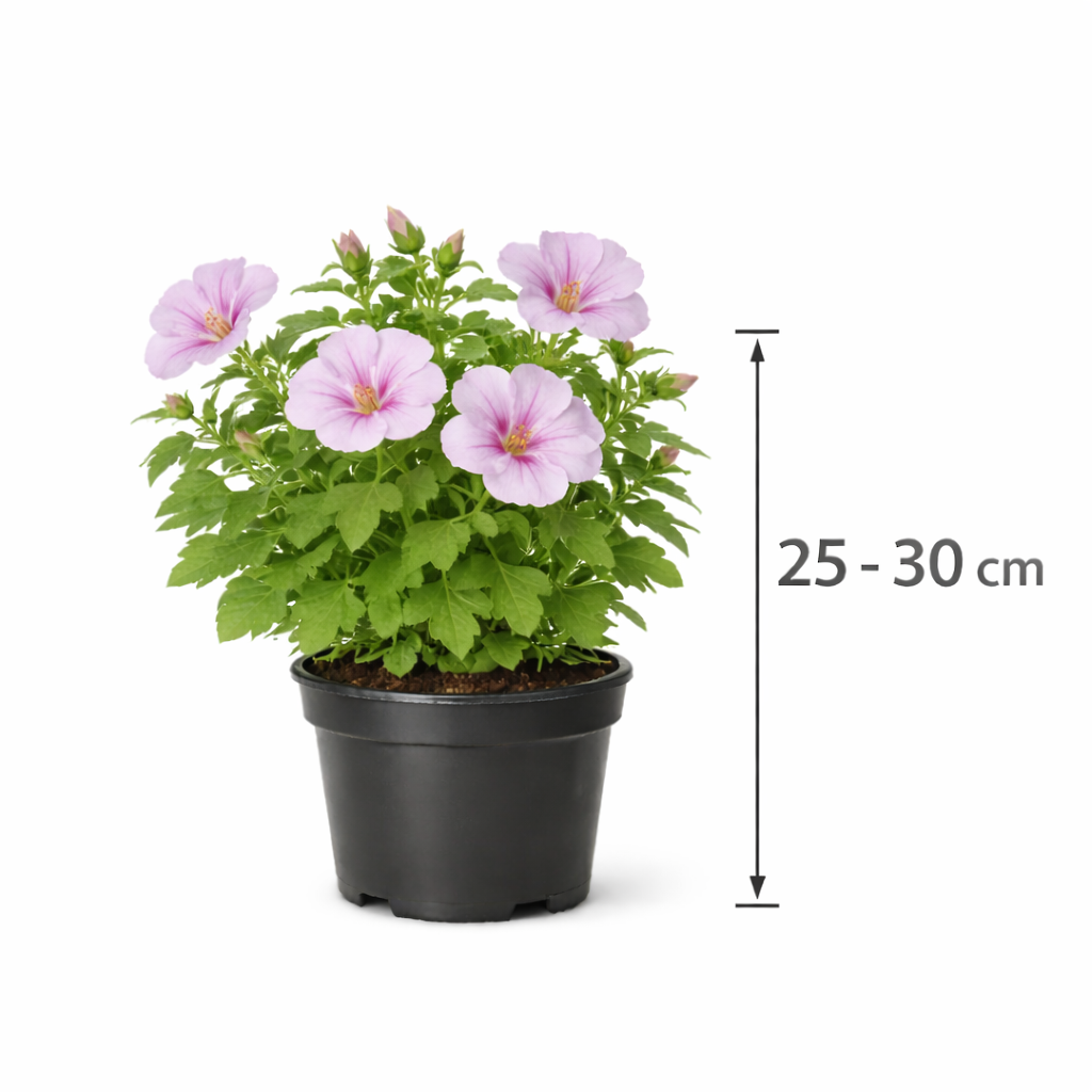 Lavatera hybr. 'Lilac Lady' 25 - 30