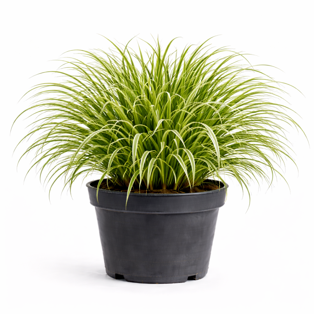 Carex morr. 'Variegata' C3