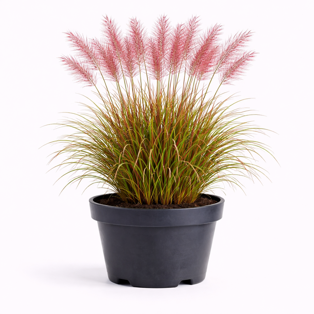 Miscanthus sin. 'Ferner Osten' C3