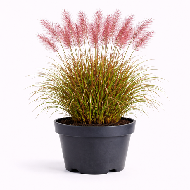 Miscanthus sin. 'Ferner Osten' C3