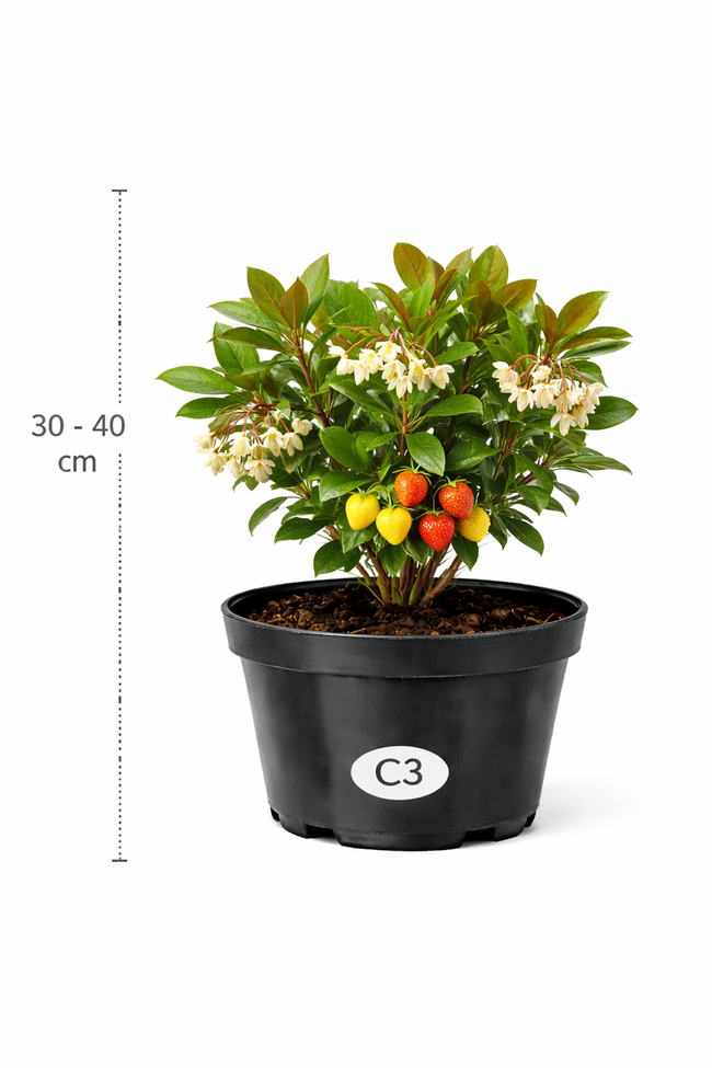 Arbutus unedo 30 - 40 C3