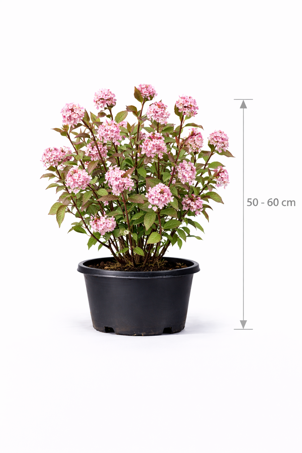 Viburnum bodn. 'Charles Lamont' 50 - 60
