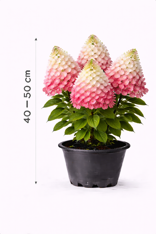 Hydrangea pan. 'Sundae Fraise' 40 - 50