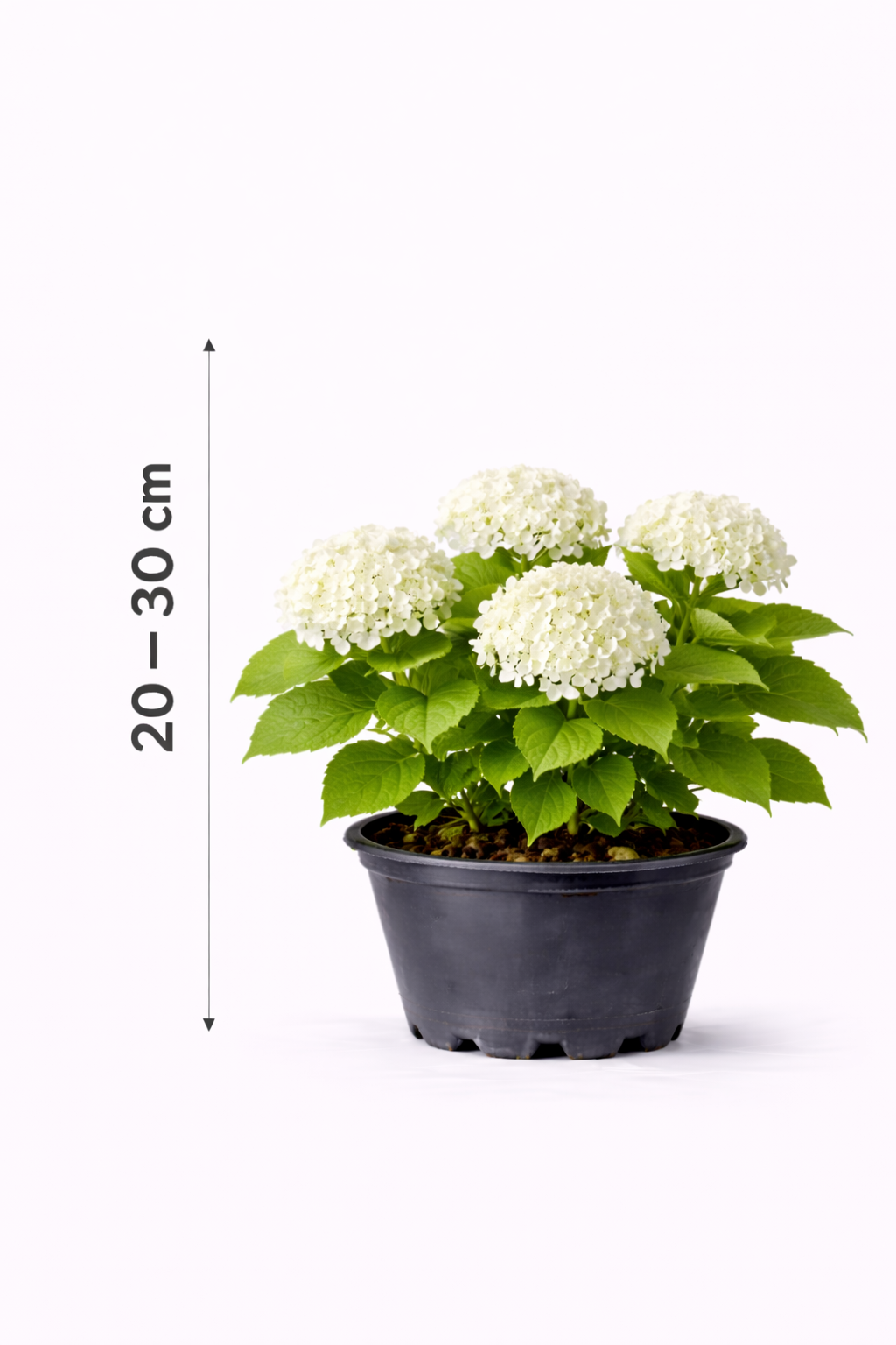 Hydrangea arb. 'Annabelle' 20 - 30