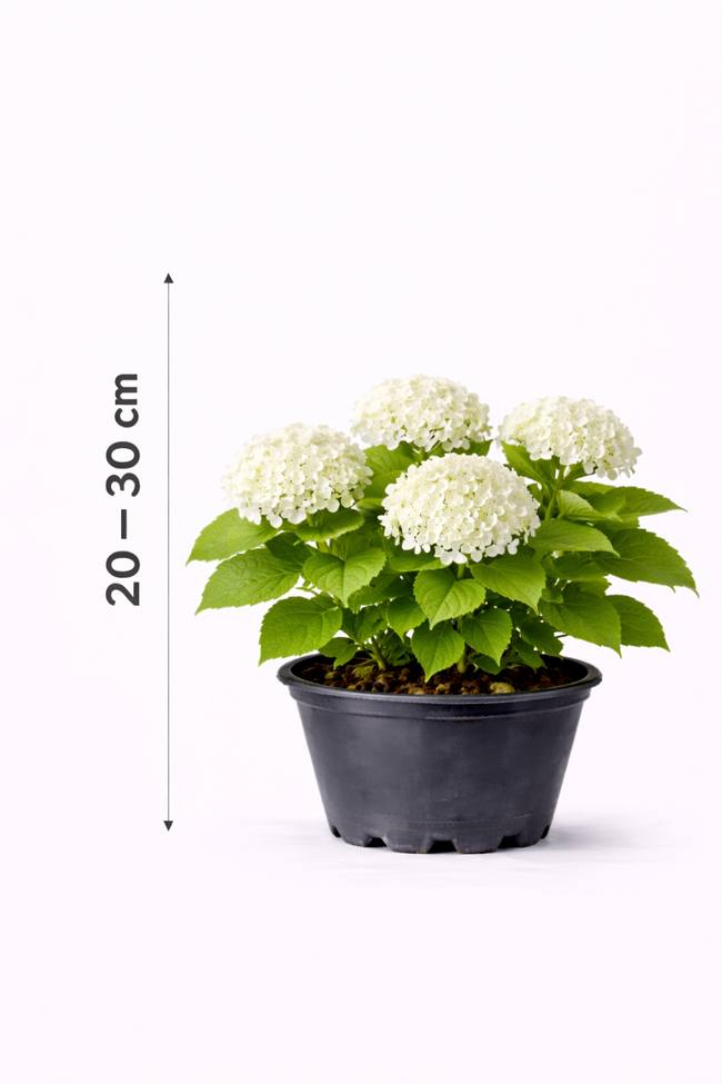 Hydrangea arb. 'Annabelle' 20 - 30