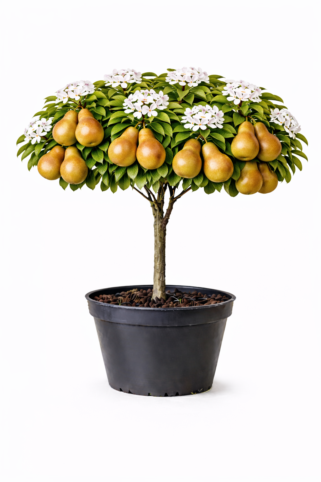 Pyrus pyrif. 'Shinko' struik C7.5
