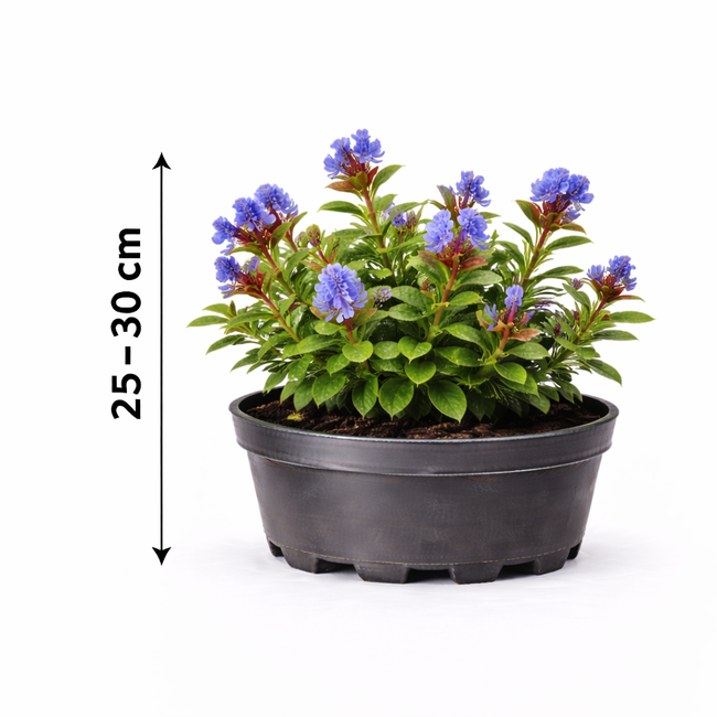 Ceratostigma griffithii 25 - 30