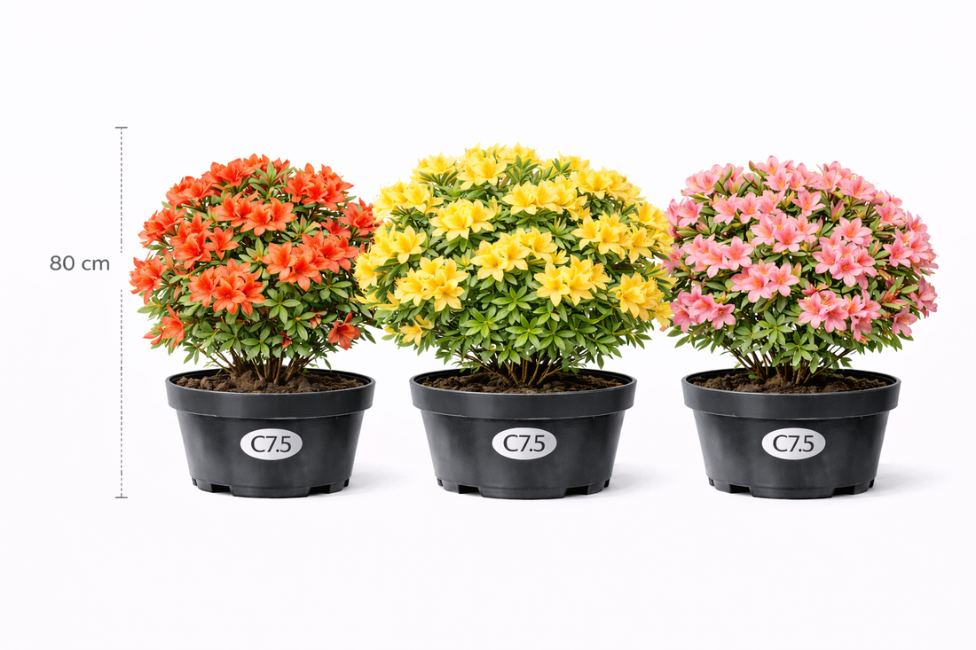 Azalea knaphill in soorten - en var 80+- C7.5