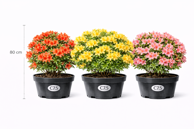 Azalea knaphill in soorten - en var 80+- C7.5