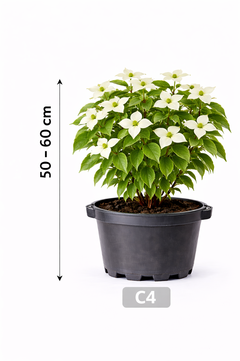 Cornus kousa 'Chinensis' 50 - 60 C4