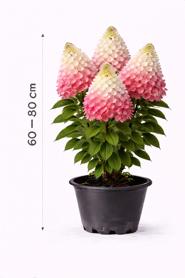 Hydrangea pan. 'Vanille Fraise' 60 - 80 c7.5