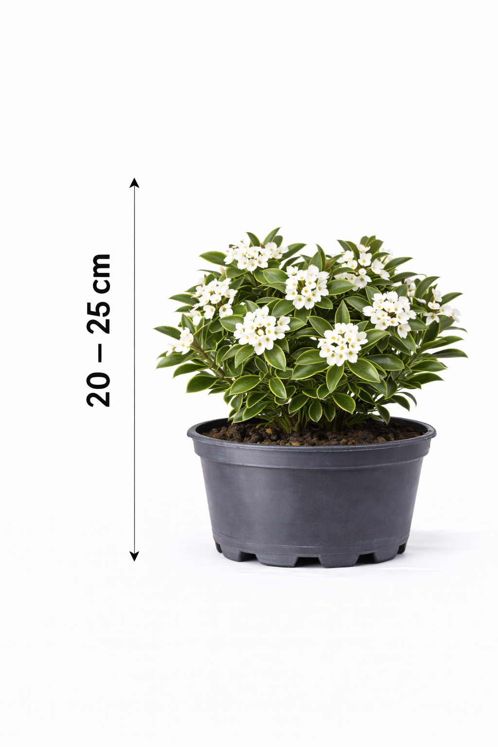 Daphne trans. 'Eternal Fragrance' 20 - 25