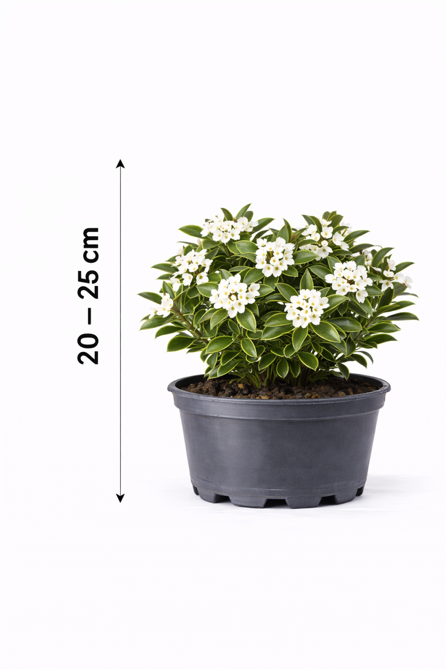 Daphne trans. 'Eternal Fragrance' 20 - 25