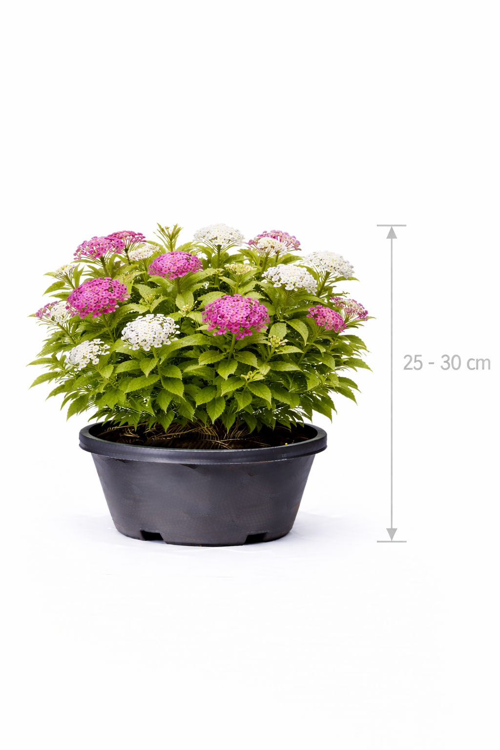 Spiraea jap. 'Genpei' 25 - 30