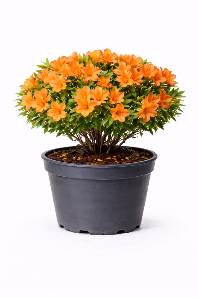 Azalea jap. oranje 50 - 60 C10