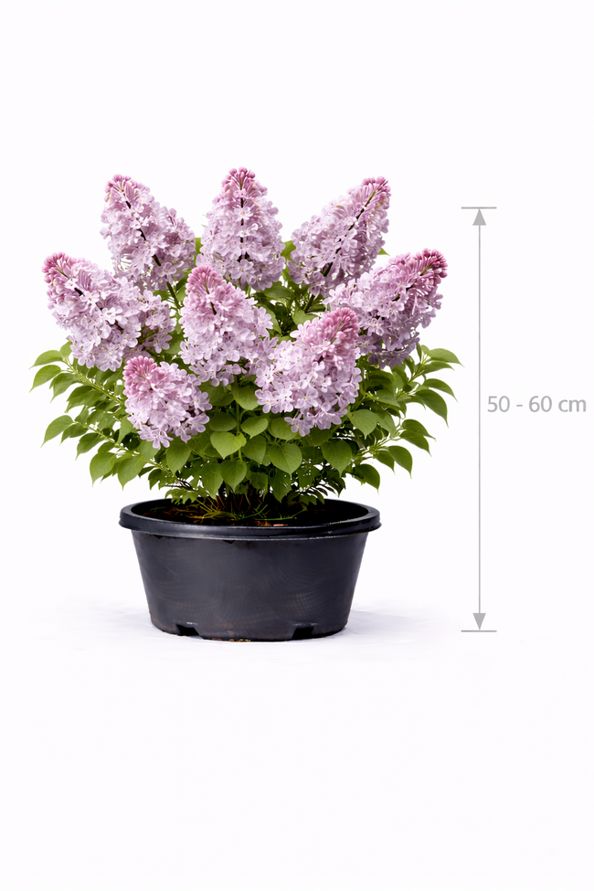 Syringa vulg. 'Kath. Havemeyer' 50 - 60