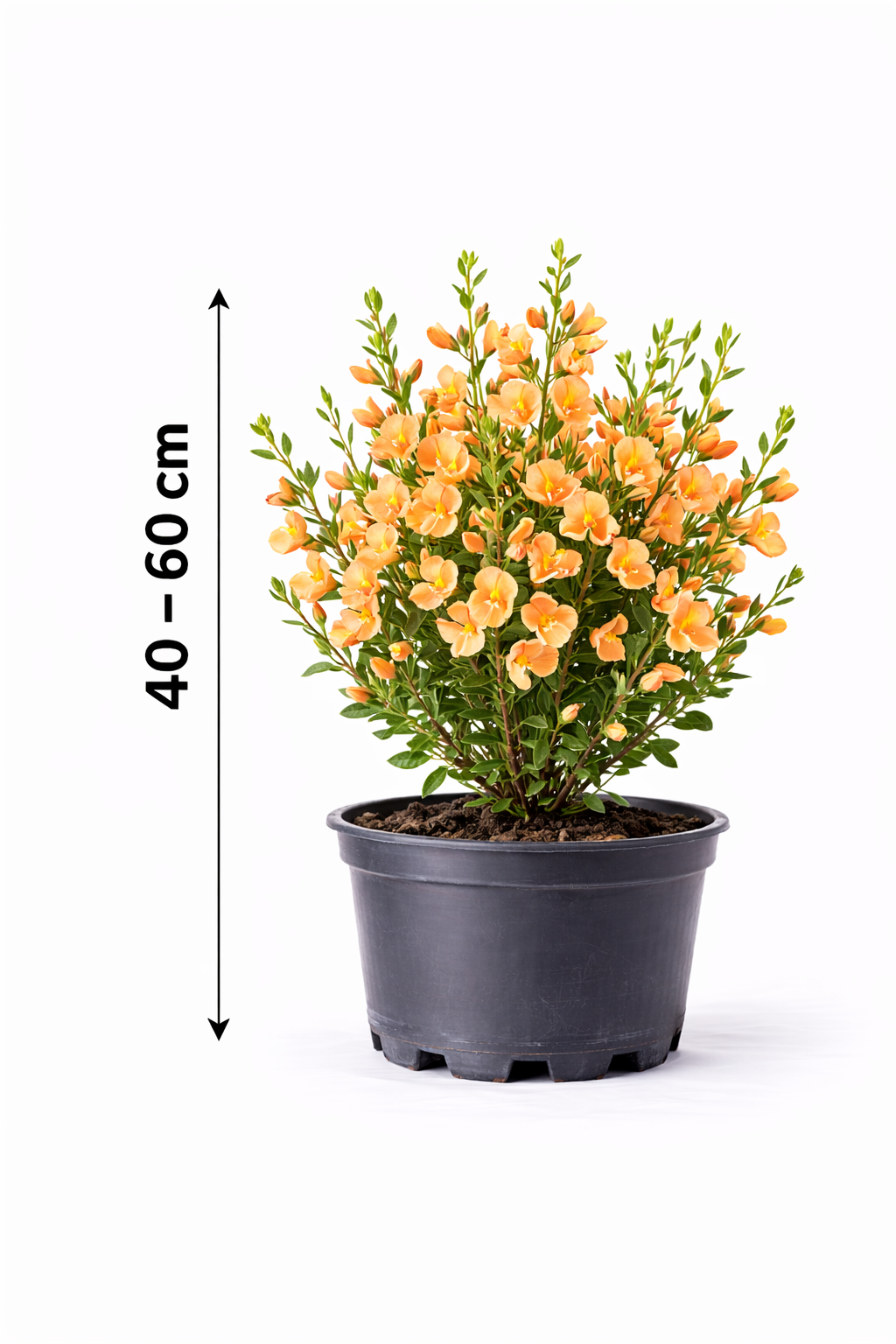 Cytisus 'Apricot Gem' 40 - 60