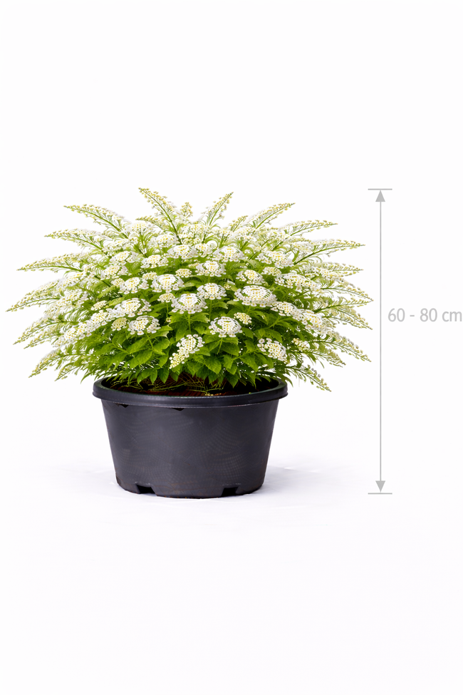 Spiraea thunbergii 60 - 80 C7.5