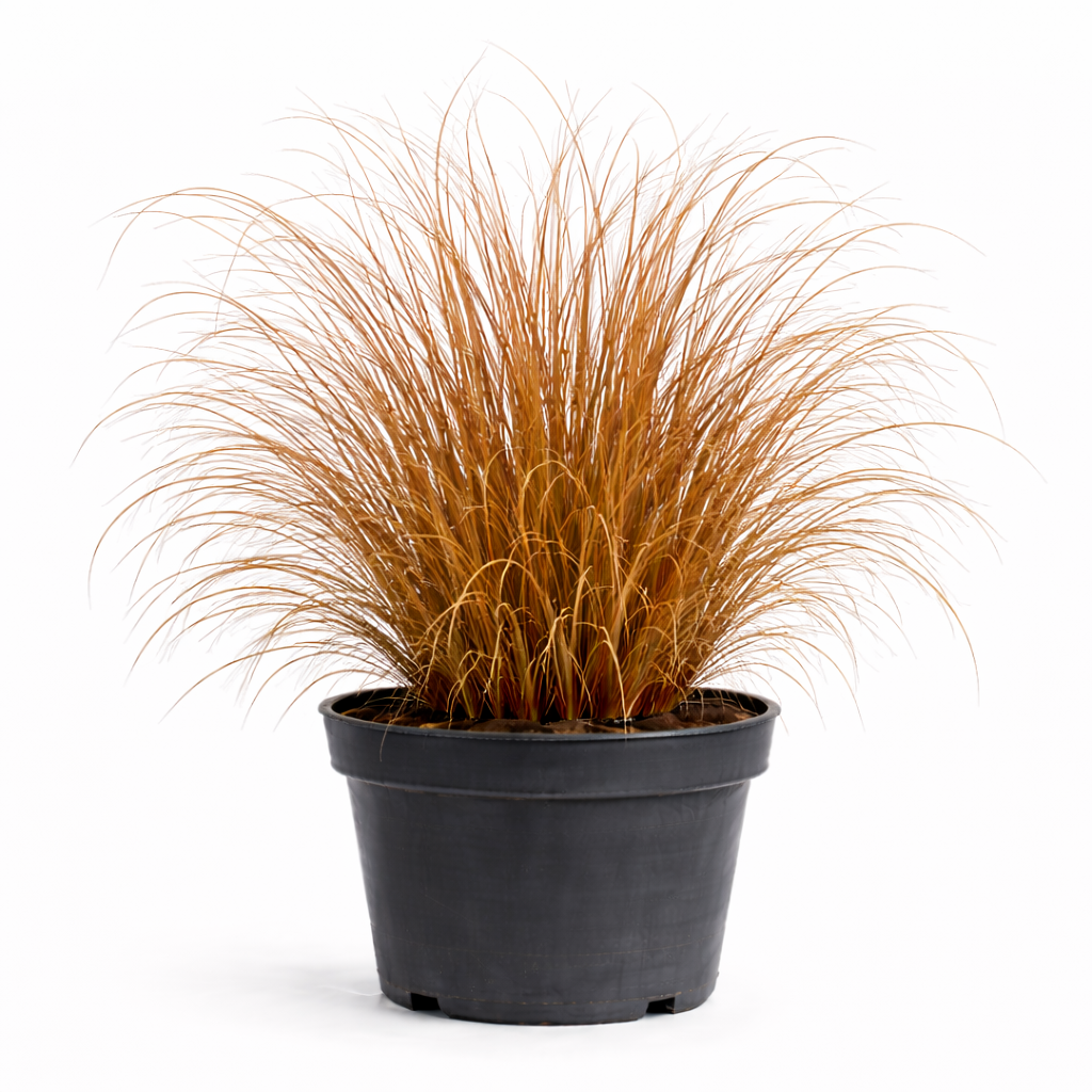 Carex buchananii C3