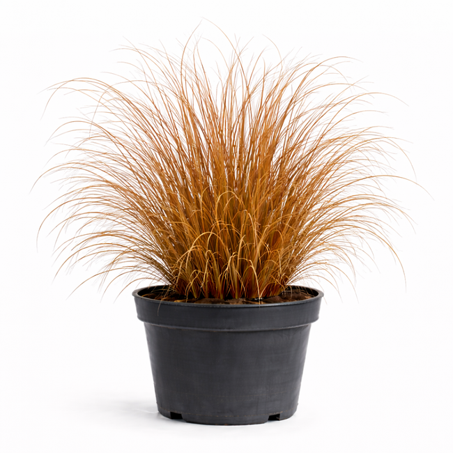 Carex buchananii C3