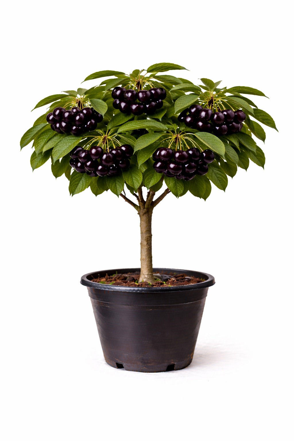 Prunus av. 'Bigar. Noir' struik C7.5