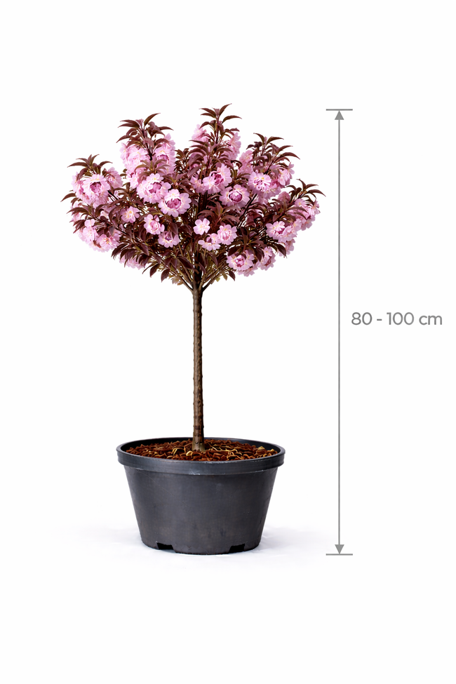 Prunus serr. 'Royal Burgundy' 80 - 100 C7.5