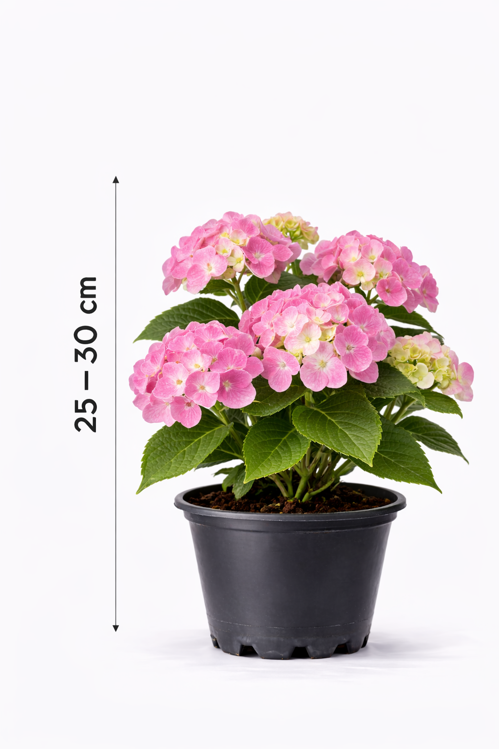 Hydrangea macr. 'Endless Summer Summer Love' 25 - 30