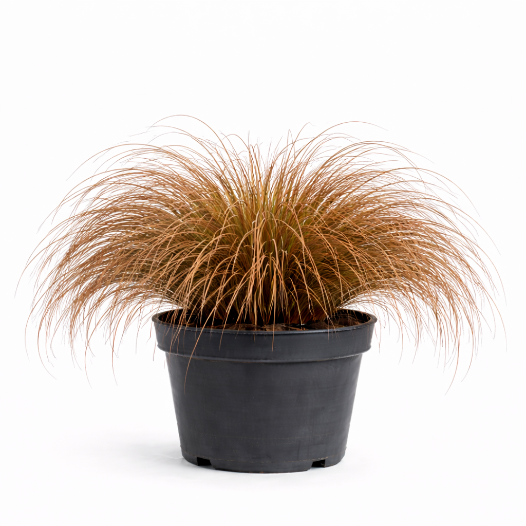 Carex comans 'Bronze Form' C3