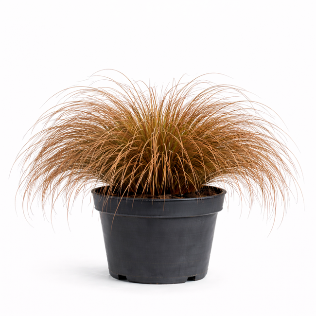 Carex comans 'Bronze Form' C3