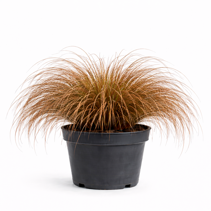 Carex 'Bronze Form' C3