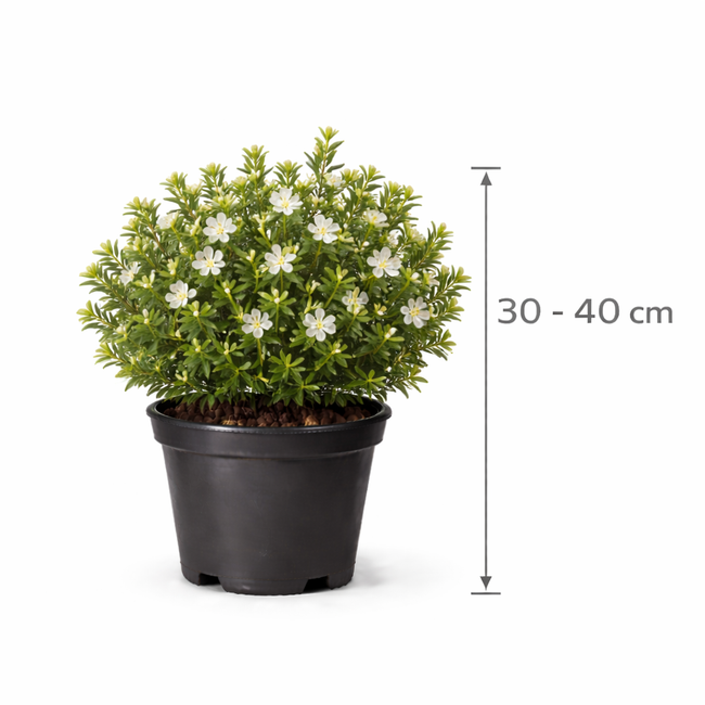 Myrtus communis 30 - 40