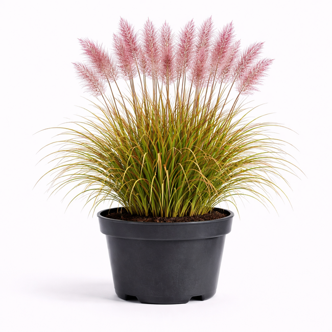 Miscanthus sin. 'Kleine Silberspinne' C3