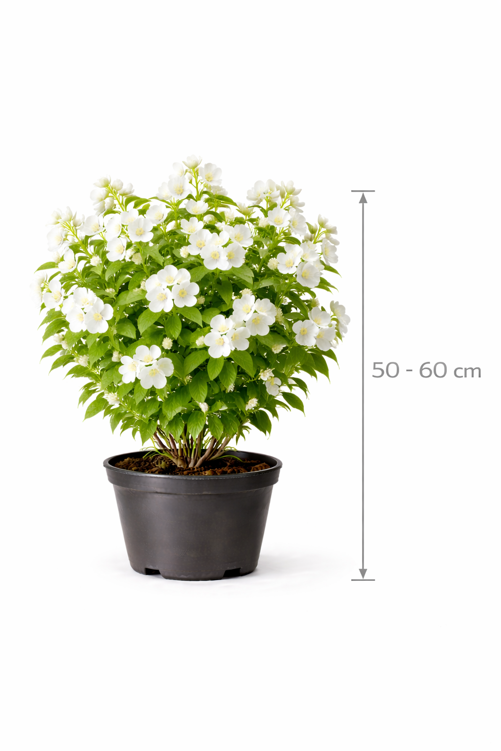 Philadelphus 'Virginal' 50 - 60