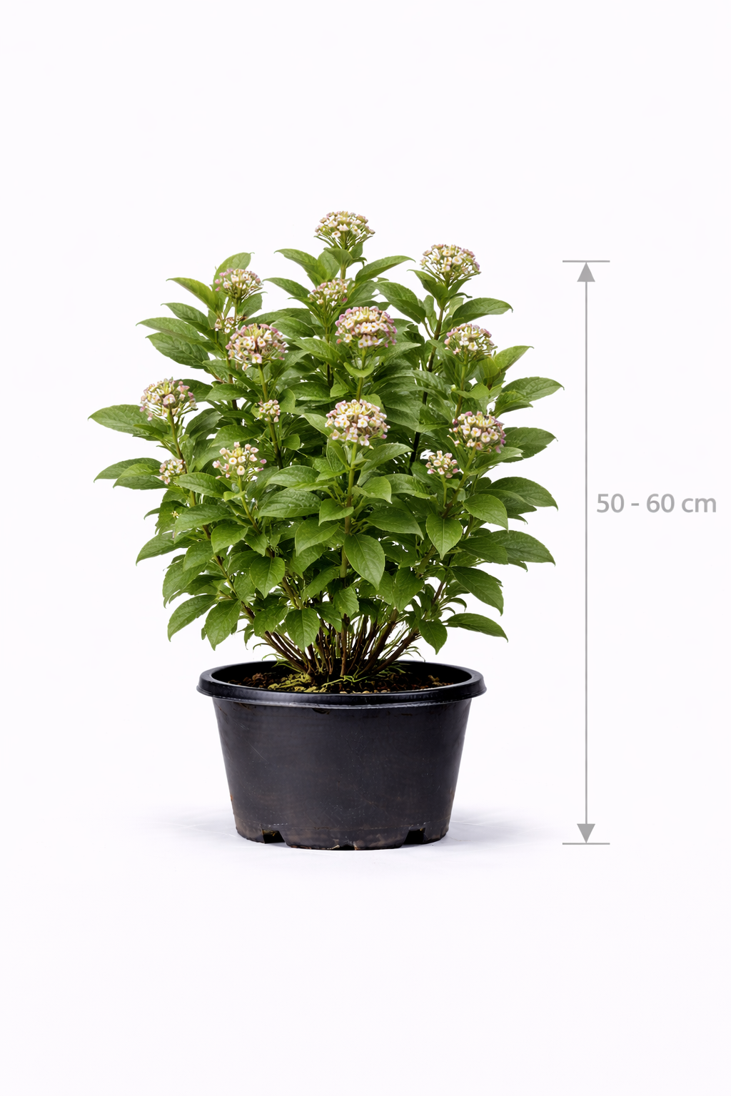 Viburnum lantana 50 - 60