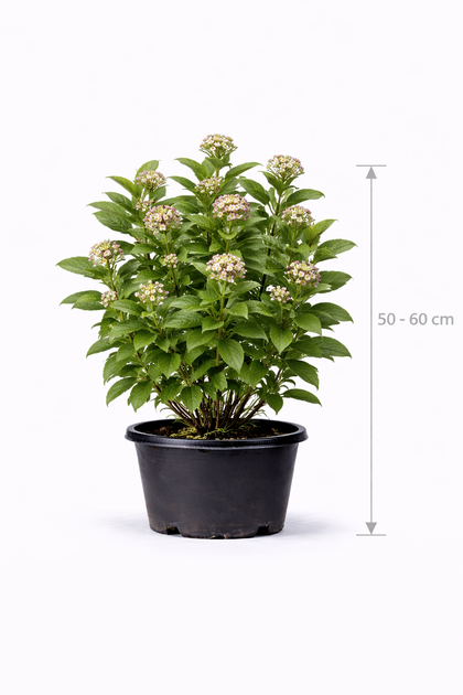 Viburnum lantana 50 - 60