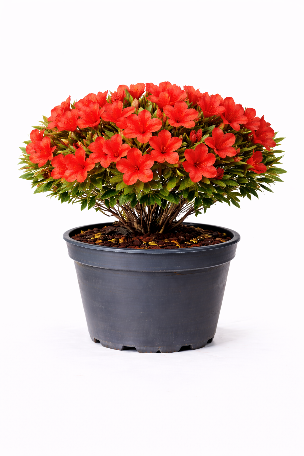 Azalea jap. rood 50 - 60 C10