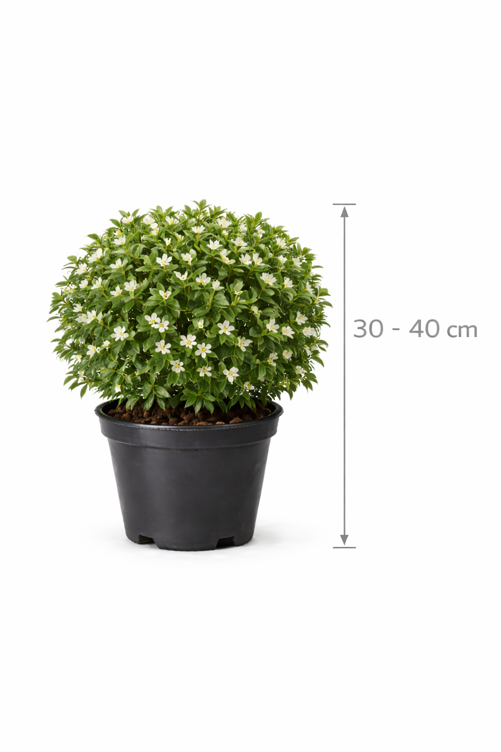 Osmanthus delavayi 30 - 40